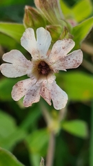 Microbotryum lychnidis-dioicae