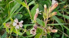 Microbotryum lychnidis-dioicae