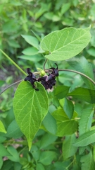 Matelea carolinensis