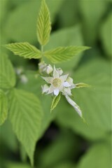 Rubus occidentalis