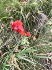 Papaver rhoeas