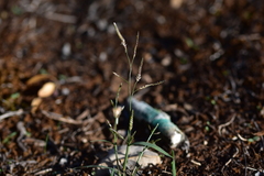 Eragrostis minor