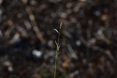 Cleistogenes serotina