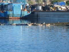 Phoca vitulina