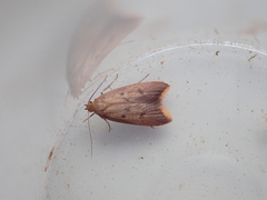 Tachystola acroxantha