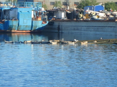 Phoca vitulina