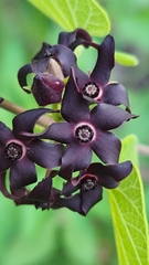 Matelea carolinensis