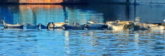 Phoca vitulina