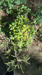 Symphoricarpos orbiculatus