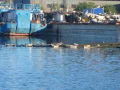 Phoca vitulina