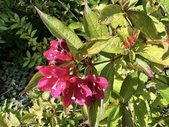 Weigela florida
