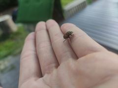 Onthophagus coenobita
