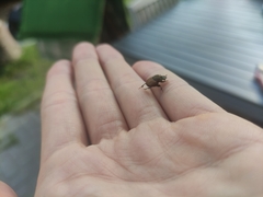 Onthophagus coenobita