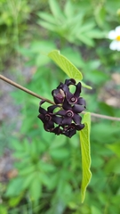 Matelea carolinensis