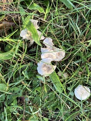 Leucoagaricus leucothites