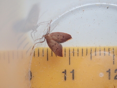 Tachystola acroxantha