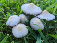 Candolleomyces candolleanus