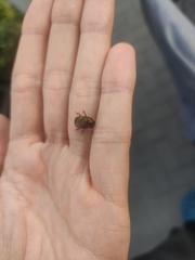 Onthophagus coenobita