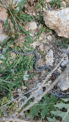 Elaphe quatuorlineata