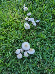 Candolleomyces candolleanus