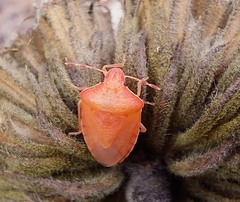 Peribalus strictus vernalis