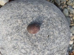 Littorina obtusata