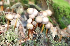 Mycena