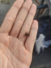 Onthophagus coenobita