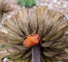 Peribalus strictus vernalis