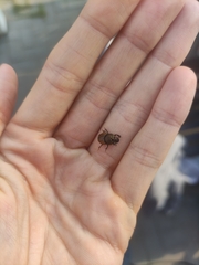 Onthophagus coenobita