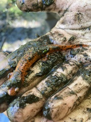 Pseudotriton ruber ruber