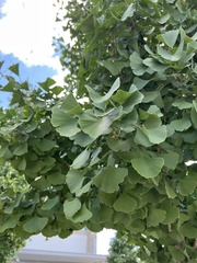 Ginkgoopsida