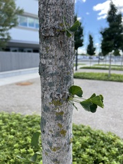 Ginkgoopsida