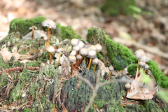 Mycena