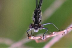 Chromagrion conditum