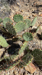 Opuntia phaeacantha