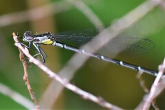 Chromagrion conditum