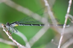 Chromagrion conditum