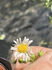 Symphyotrichum pilosum