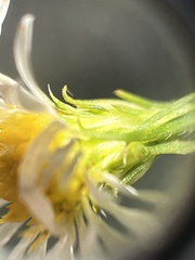 Symphyotrichum pilosum