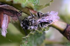 Andrena erigeniae