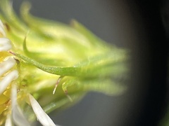 Symphyotrichum pilosum