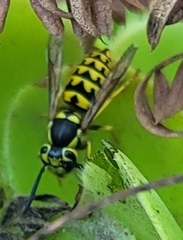 Vespula pensylvanica
