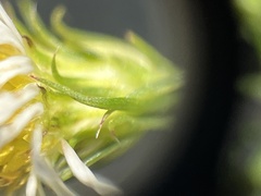 Symphyotrichum pilosum