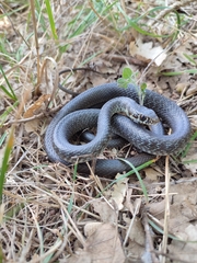 Hierophis viridiflavus carbonarius