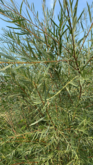 Salix exigua