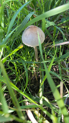 Panaeolus papilionaceus