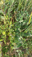 Symphoricarpos occidentalis