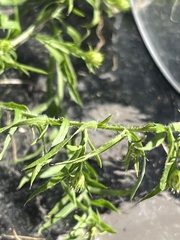 Symphyotrichum pilosum