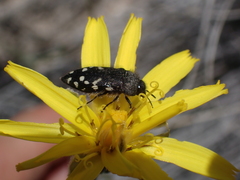 Acmaeodera idahoensis